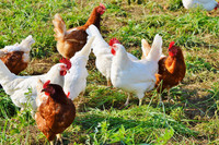 Hühner in Freilandhaltung